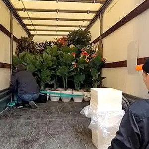 Безопасная перевозка саженцев и деревьев с грузчиками Качественная перевозка саженцев и кустов на Газели по Раменскому